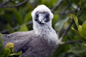 Genovesa Island, Galapagos 328.jpg